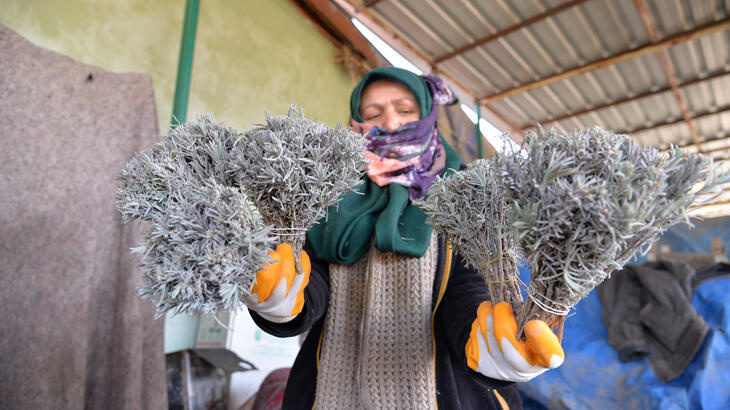 Bilecik'ten Özbekistan'a 35 bin demet lavanta ihracatı