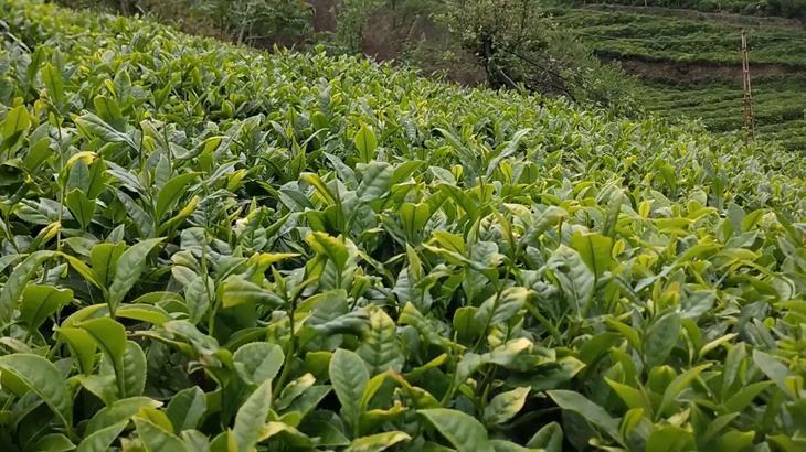 Çay üretimi olumsuz etkilendi; rekoltede düşüş