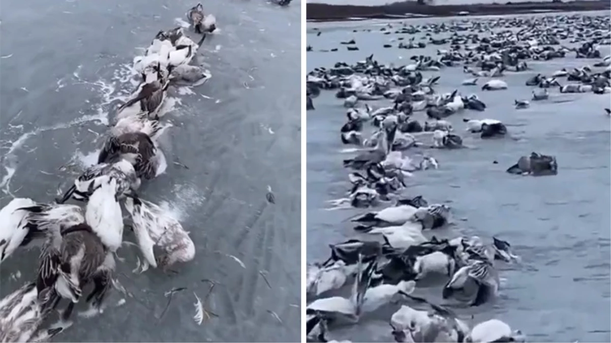 Doğu Türkistan'da eksi 52 derece soğuk nedeniyle yüzlerce kuş donarak öldü