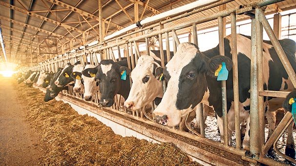 Et, süt üreticisinden ‘halk sağlığı’ çağrısı