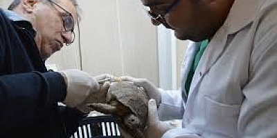 Yaralı Kaplumbağa Diş Dolgu Malzemesiyle Yaşama Tutundu