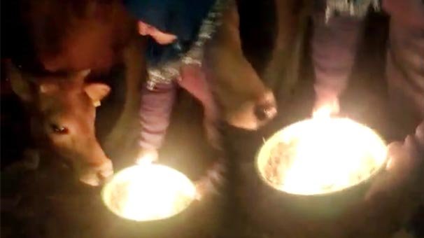 1 yaşına giren danası için doğum günü kutlaması yaptı