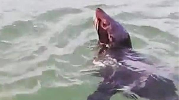 10 gün önce firar etmişti... Vatandaşlar böyle görüntüledi