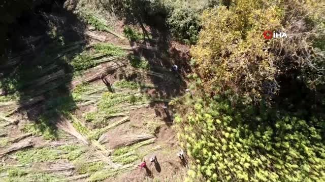100 metrekarelik dükkanda işlediği keneviri dünyaya satıyor