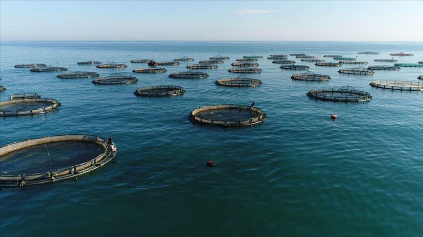 12 ülkeye 35,2 milyon dolarlık su ürünleri ihraç edildi