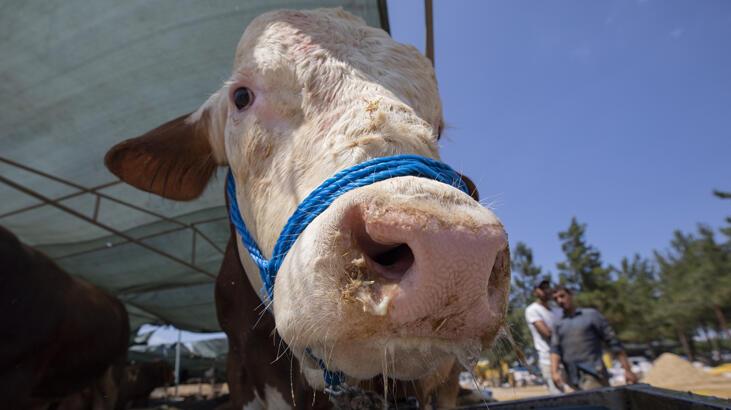 1270 kiloluk kurbanlık 'Polat' satıldı! Değeri dudak uçuklattı