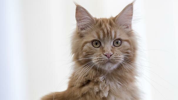 18 aydır devam eden vahşetle ilgili flaş gelişme