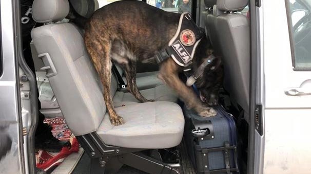 2 bavulun içinde ele geçirildi! 55 kilo...