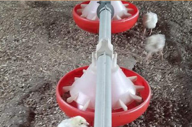 2 milyon civciv ölüme terk edildi