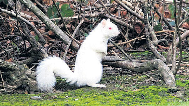 2 yıl aradan sonra albino sincaba kavuştu