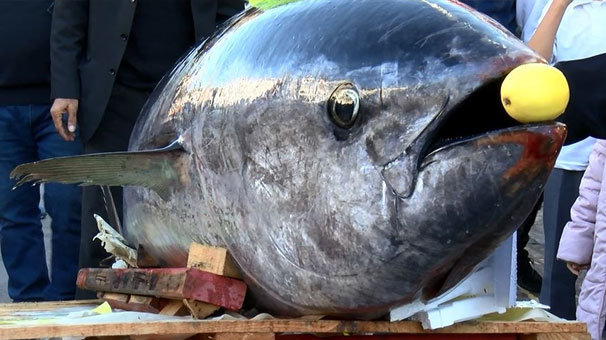 2,5 metrelik orkinos ilgi odağı oldu