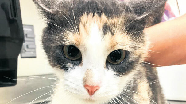 3 bin yavru kedi öldürüldü