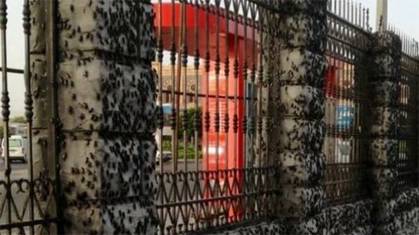 3 gün önce ortaya çıktı! Kentin her yerini bastı