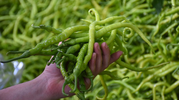 49 ülkede sofraları Türk biberi süslüyor