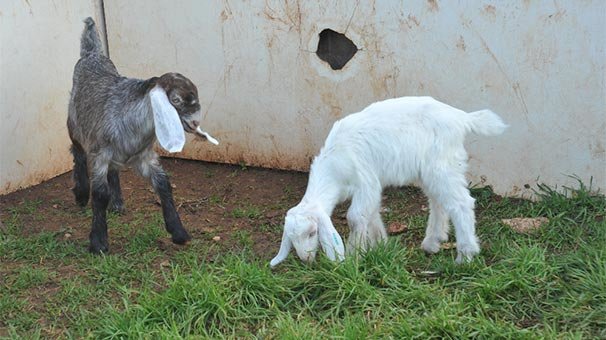 ABD'de Lincoln isimli keçi fahri belediye başkanı seçildi