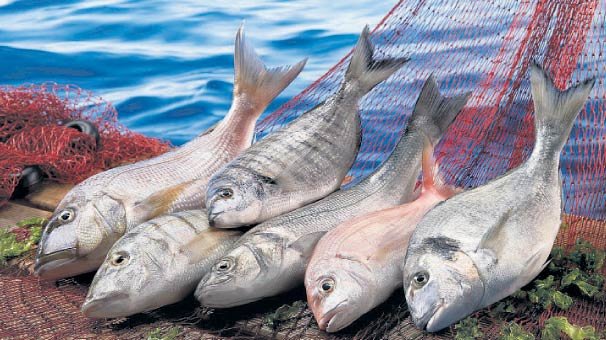 ABD’ye levrek Rusya’ya çipura