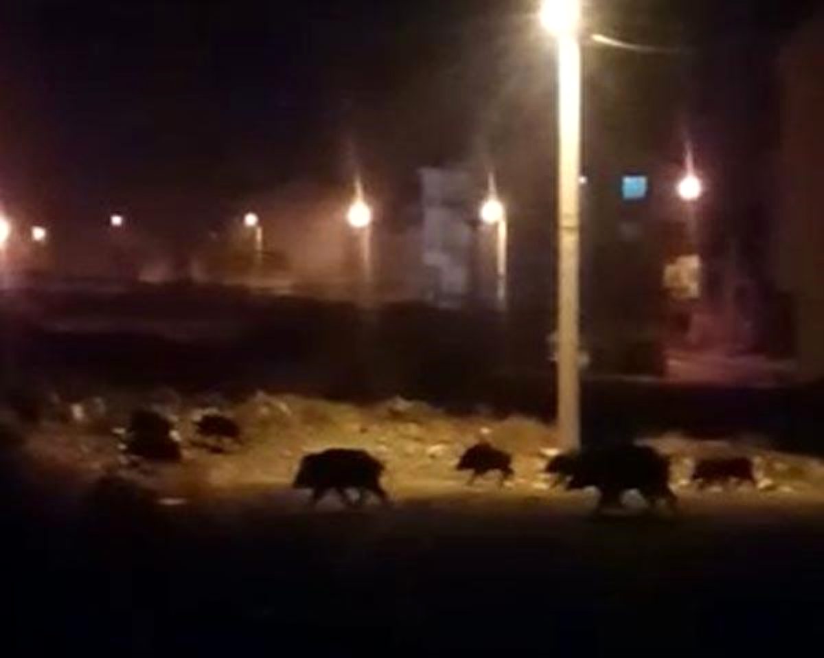 Aç kalan domuz sürüsü şehre indi