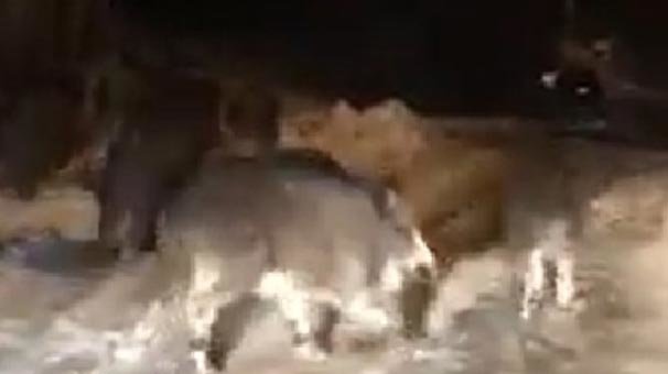 Aç kalan onlarca domuz kasabaya indi