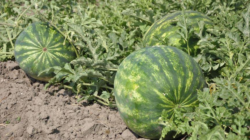 Adana karpuzunda 800 bin ton rekolte bekleniyor