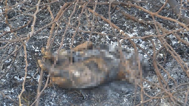 Adana'da korkunç iddia! 