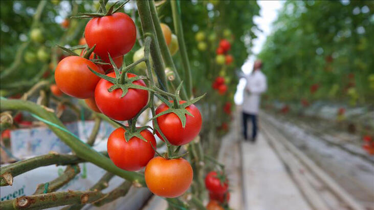 Afyonkarahisar'dan 30 ülkeye salkım domates ihracatı
