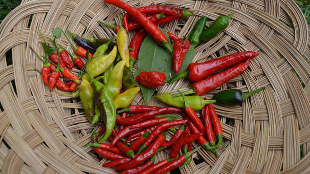 Ağrı Dağı'nda yetiştirilen 