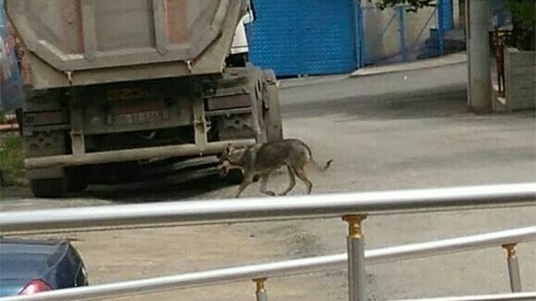 Aileler oldukça tedirgin! Yaklaşık 2 hafta önce de görüldü...