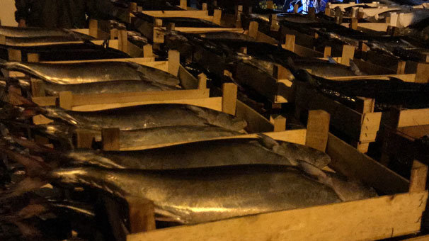 Akçakocalı balıkçı bin kasa torikle limana döndü