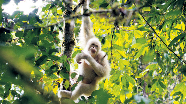Albino orangutan artık özgür