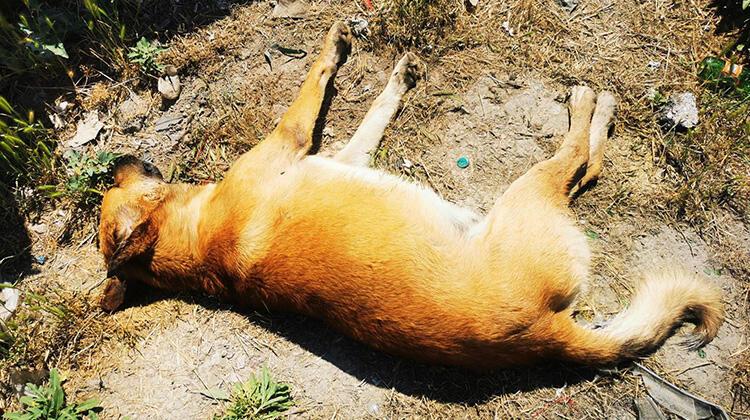 Ankara'da korkunç olay! 6 köpeğin ölümünde 'zehirli tavuk eti' incelemesi