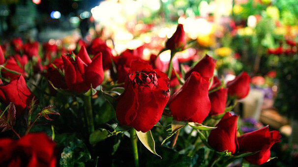 Anneler Günü için 39 ülkeye 45 milyon dal çiçek satıldı