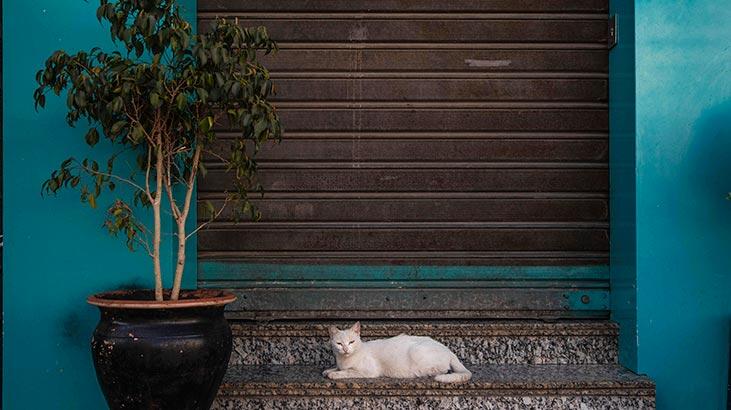 Arap ülkelerinde corona virüs ölümleri artıyor