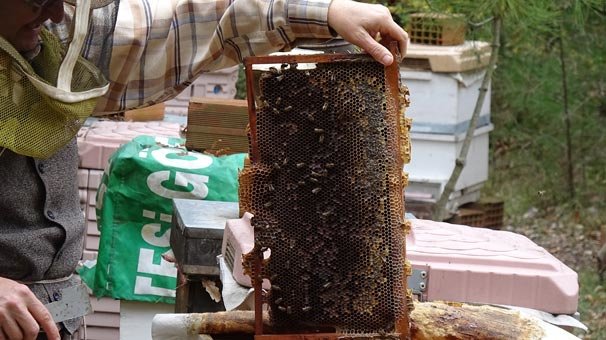 Arıcılıkta en yüksek destek Ordu'ya