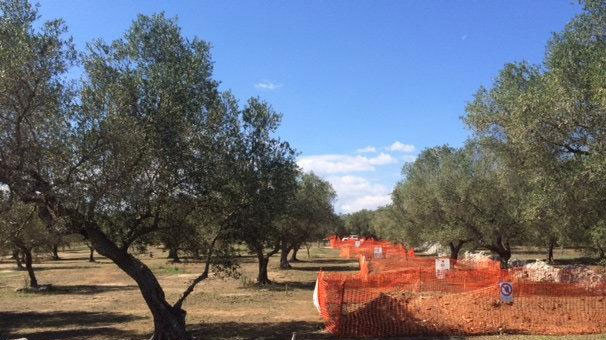 Asma, zeytin ve badem için koruma önlemi