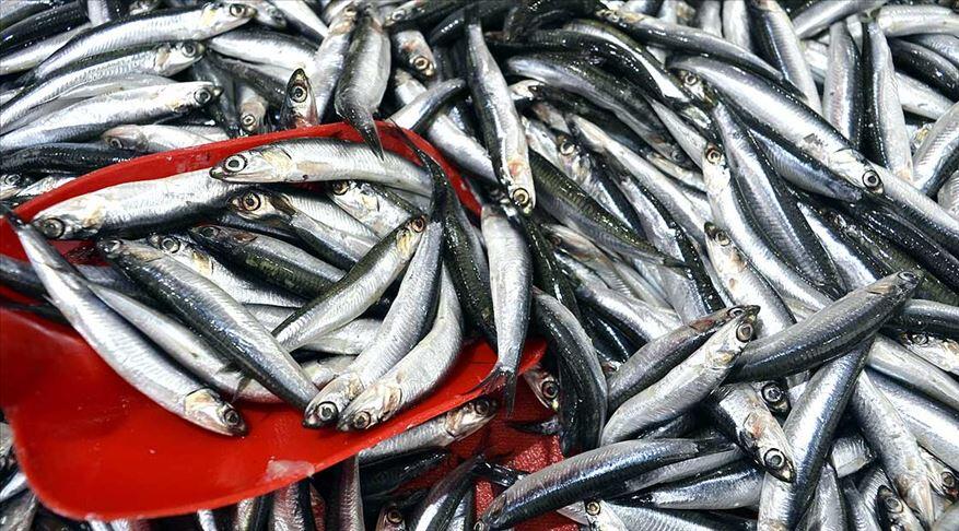 Av yasağının kaldırılmasıyla Marmara hamsisi tezgahlardaki yerini aldı