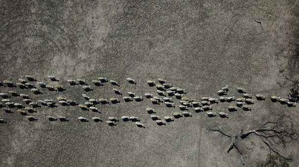 Avustralya'da kuraklık çocukların psikolojisini etkiliyor