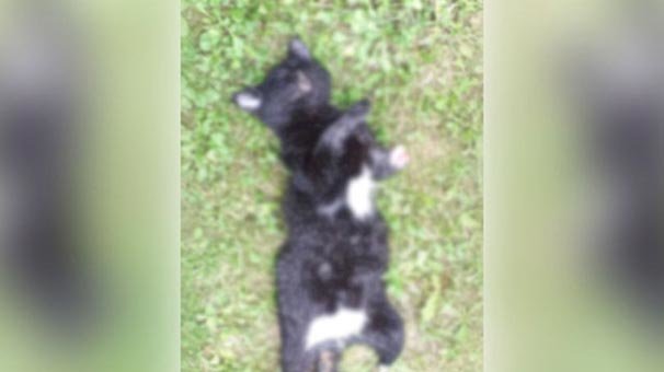 Ayakları kesilen yavru kedi için Ordu Valiliği harekete geçti