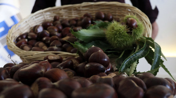 Aydın'da sezonun ilk kestanesi kilogramı 50 liradan satıldı