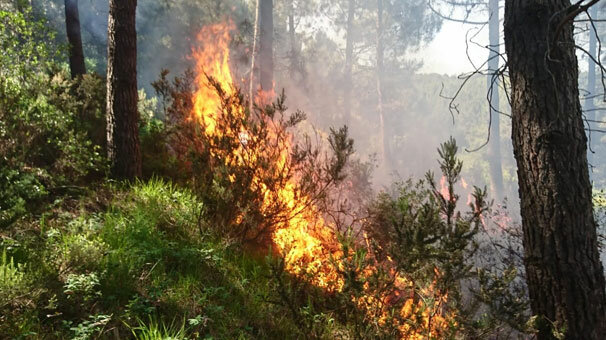 Aydos Ormanı'nda korkutan yangın