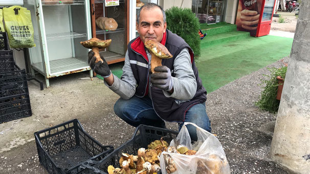 Ayı mantarı köylünün gelir kapısı oldu