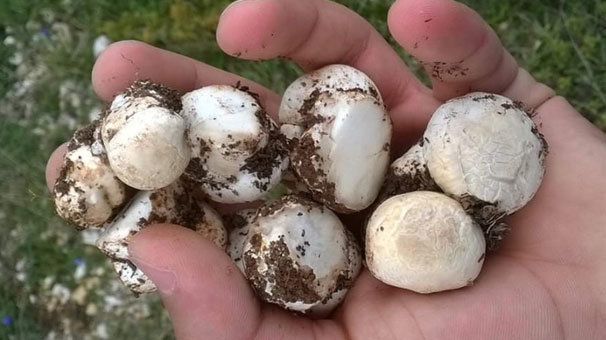 Baba öldü oğlu yoğun bakımda! Ormandan topladıkları...