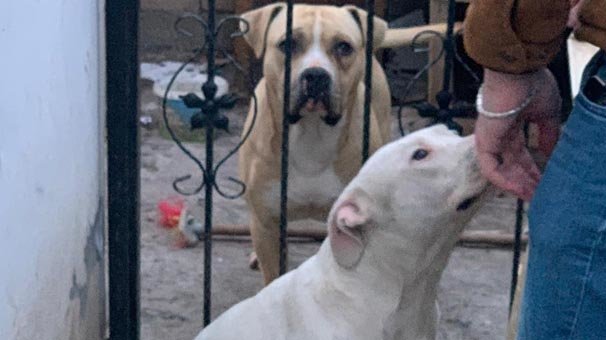 Bahçe kapısı açılınca olanlar oldu! Mahalleli zor kurtardı