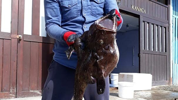 Balıkçılar bile şoke oldu! Rize'de ilk kez görüldü