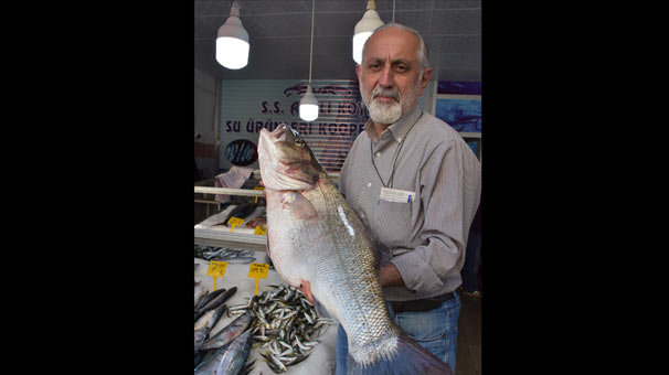 Balıkçılarda 11 kilogramlık levrek sevinci