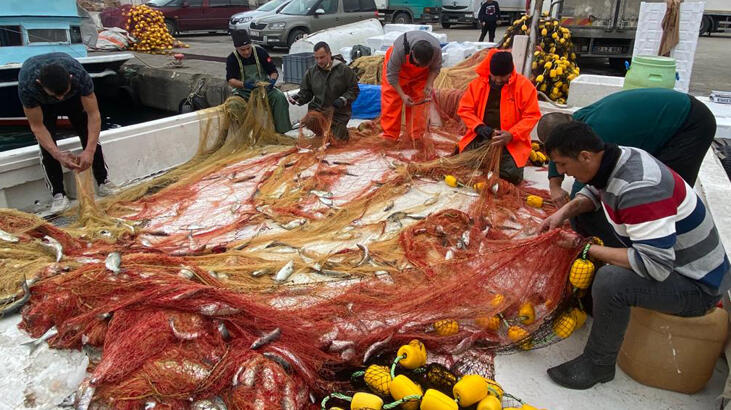 Balıkçının ağlarına 2 ton sarı kanat takıldı