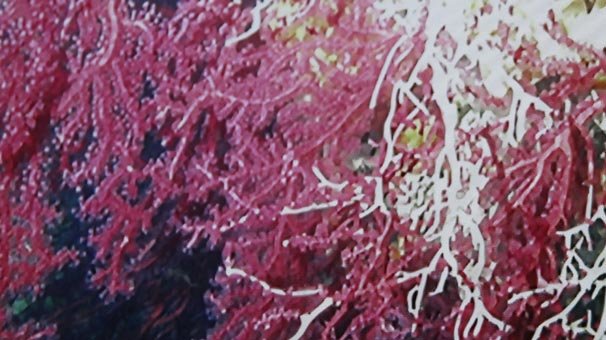 Balıkesir'de harekete geçtiler! Denizlerin hazinesi...