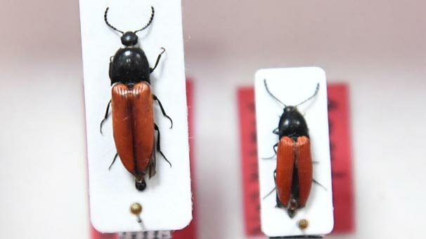 Balıkesir'de keşfedildi! İşte o 3 böcekler...