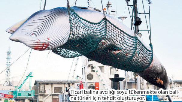 Balina avcılığına yeniden başlıyor