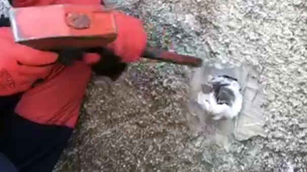 Başı duvardaki deliğe sıkışan kediyi itfaiye kurtardı