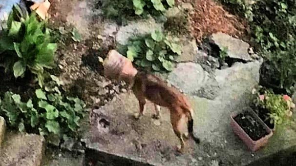 Başına bidon sıkışan köpek 5 ay sonra kurtarıldı